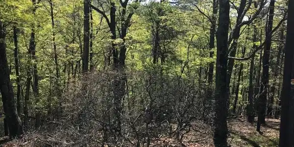 298  Little Hendricks Mountain Rd