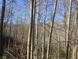 Lot MAP 19,E6 Timber Ridge Trl