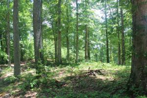 Lot 11 Red Bud Ln