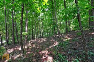 LT4548 Sassafras Mountain Trail