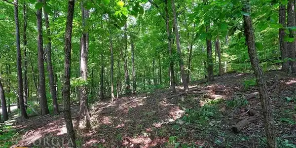 LT4548 Sassafras Mountain Trail