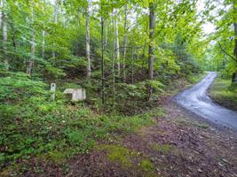 LT3 White Oak Forest Road