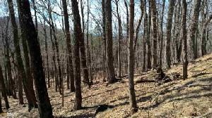 LP04540  Little Pine Mtn Rd Lot LP04540