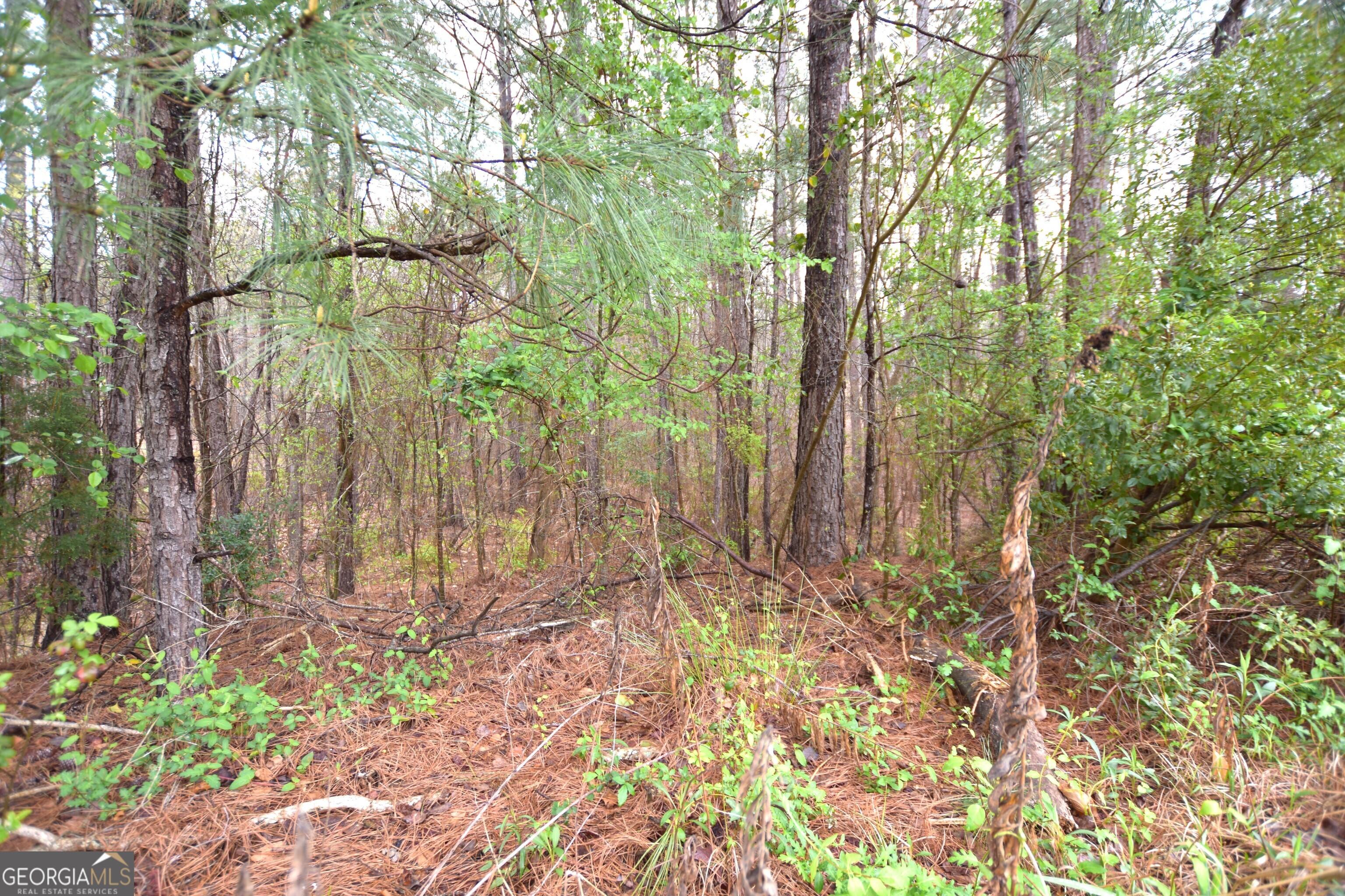 Image 3: Wooded