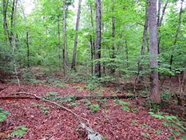 Lot Tracts F&G Shore Crest Dr (14.96 acres)