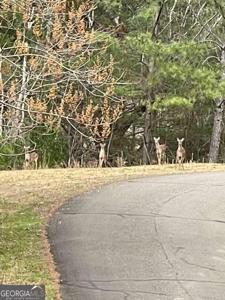 LT 33 Buck Creek Road, Ellijay GA 30540