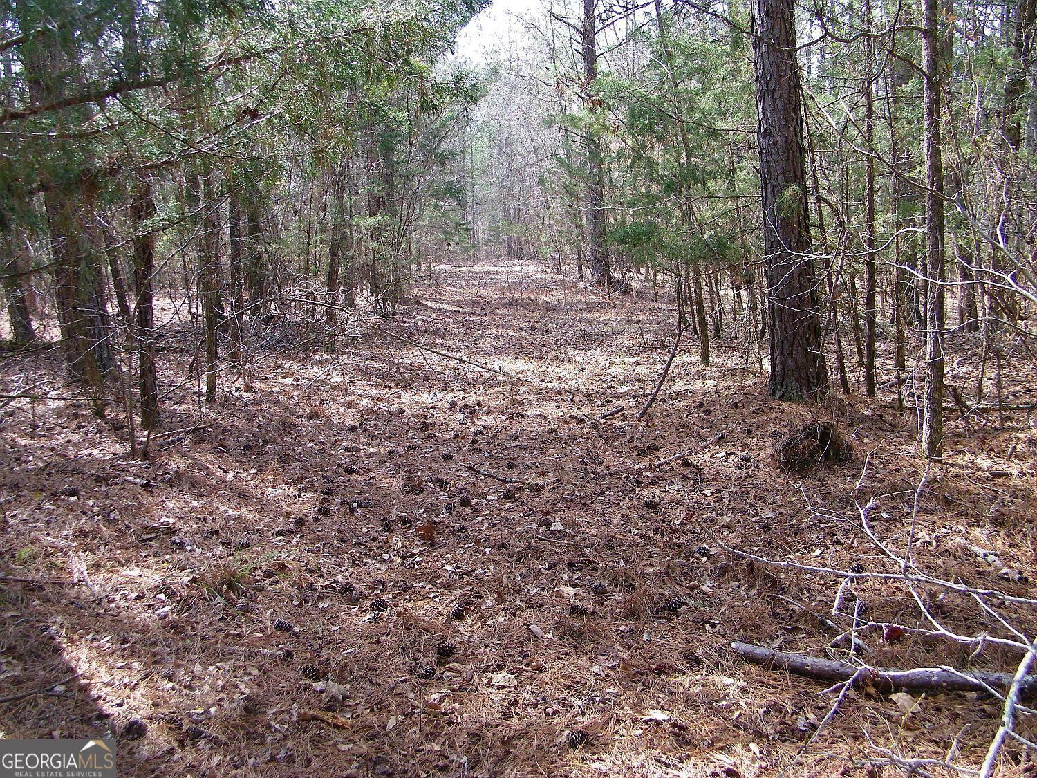 Image 3: Trail midway into lot