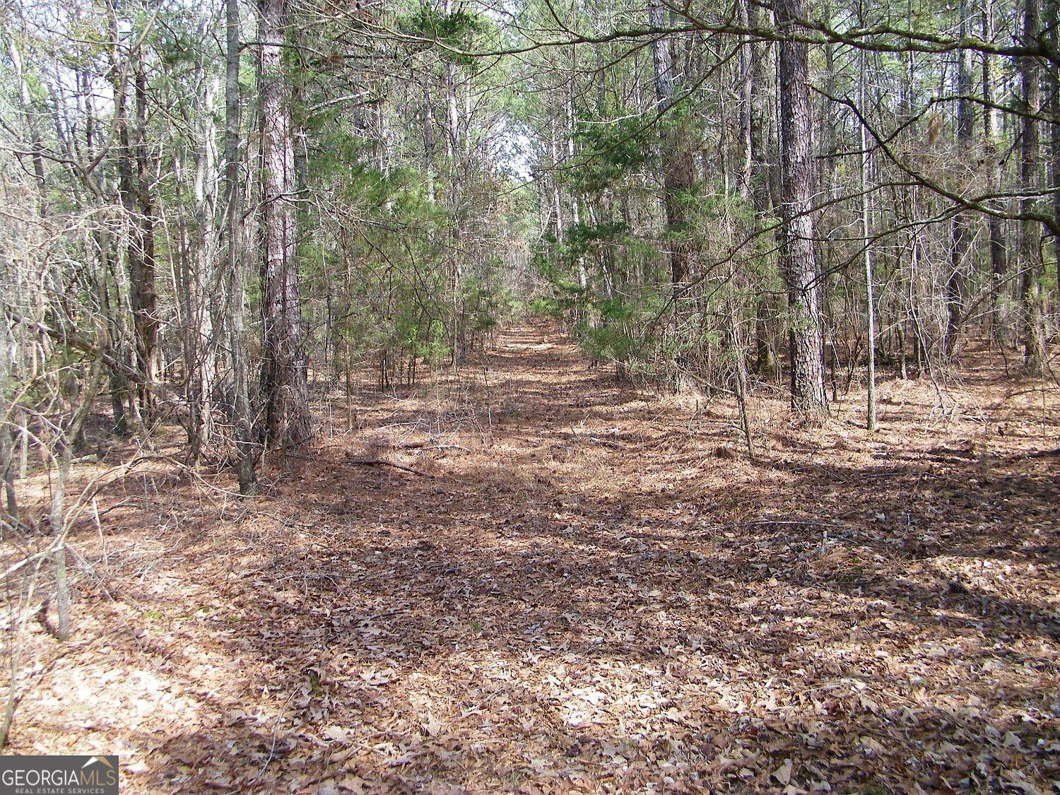 Image 4: Trail through interior