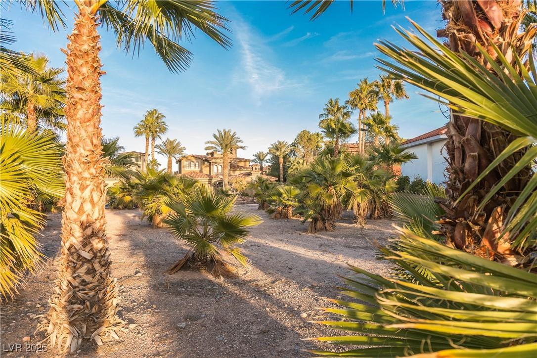 Image 4: Lot has many palms