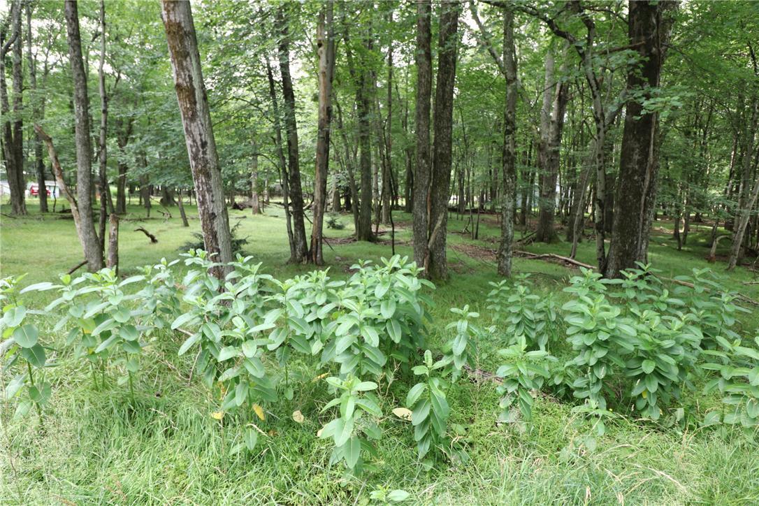 Image 4: Mature trees and lush undergrowth define this tran