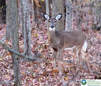 119 Tumbleweed Drive