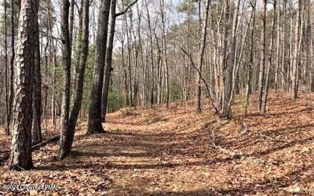 Sassafras Road