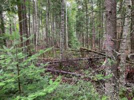 Lot 19 TALL TIMBER RD