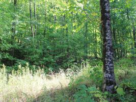 Lot 24 ALPINE SHORES DR