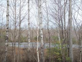 Lot 1 BEAVER LODGE RD