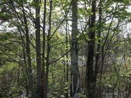 Lot 2 BEAVER LODGE RD