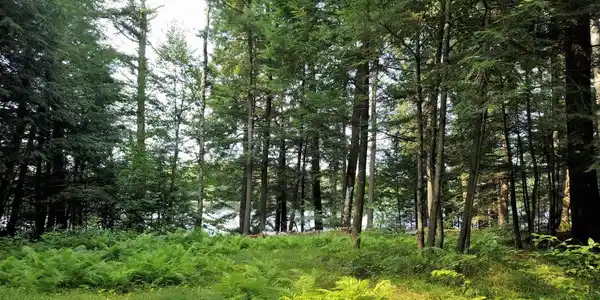 Lot 1 ARBOR LN