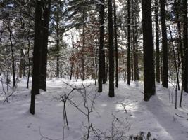 Lot 146 FOREST DR