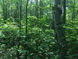 Lot 9 PFEIFER RD