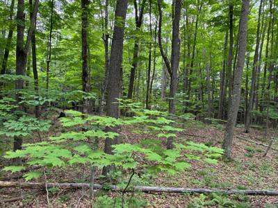 02217801 GRASS LAKE RD