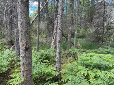 Lot off MELODY DR