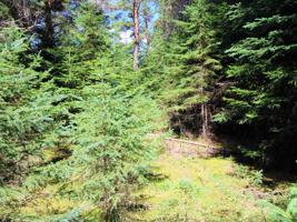 Lot 1 HORNER DR