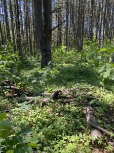 Lot 10 ROCKWOOD DR