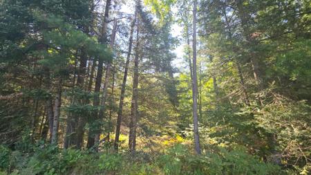 2 Lots TIMBER LODGE RD