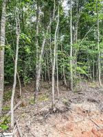 263 Zoie Bailey Road