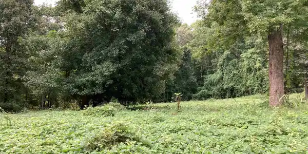 73 Acres on Todd Quarter Road