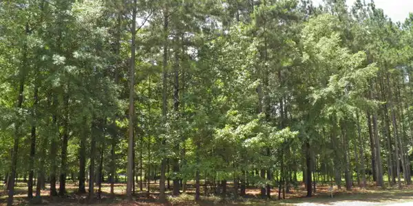 325 Compass Point (Lot 61)
