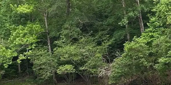0 Hidden Springs Way