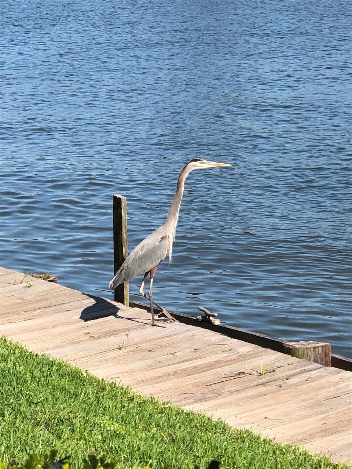 Image 2: The Great Blue Heron loves to come visit and fish