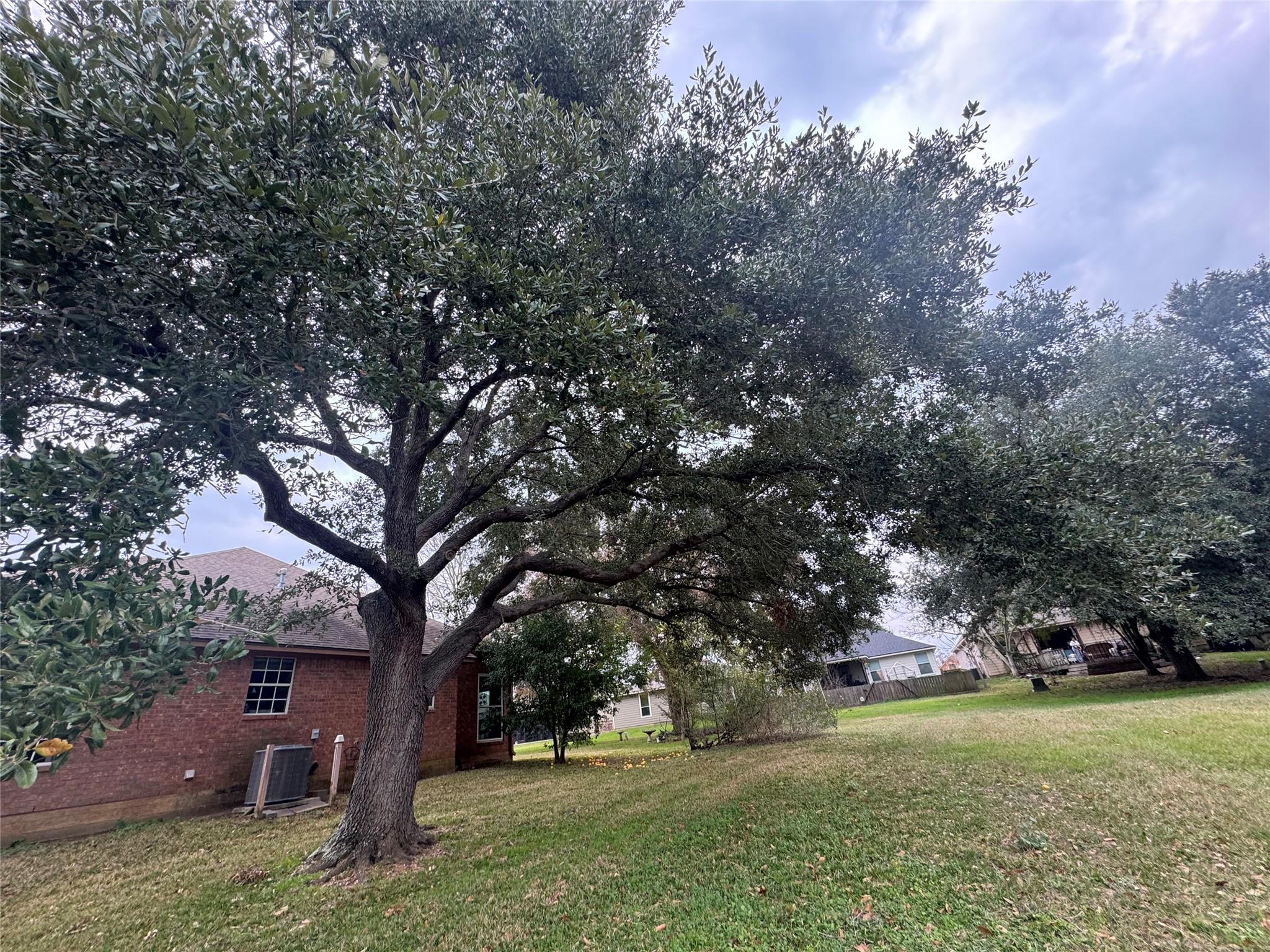 Image 3: Beautiful mature tree on the property