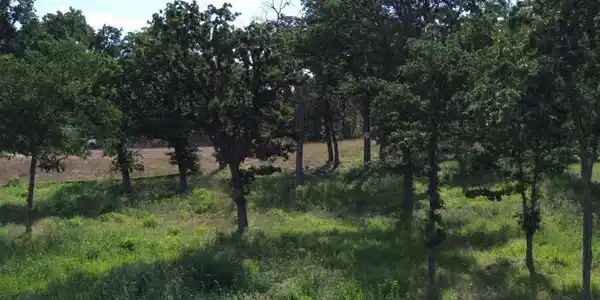 Image 3: View from Lake's Edge to Road