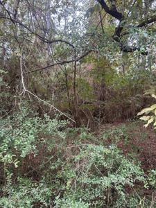 Lot 4 Walnut Drive