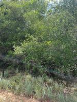 TBD Ridge Lane