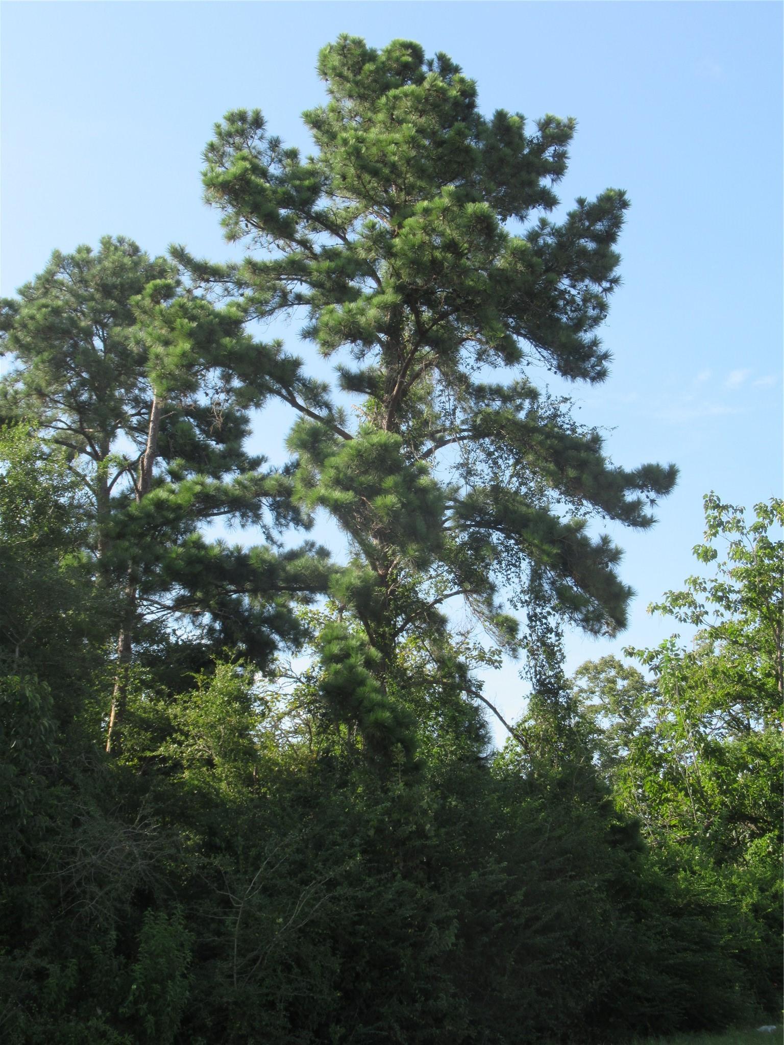 Image 3: Property has a mix of hardooods and pines.