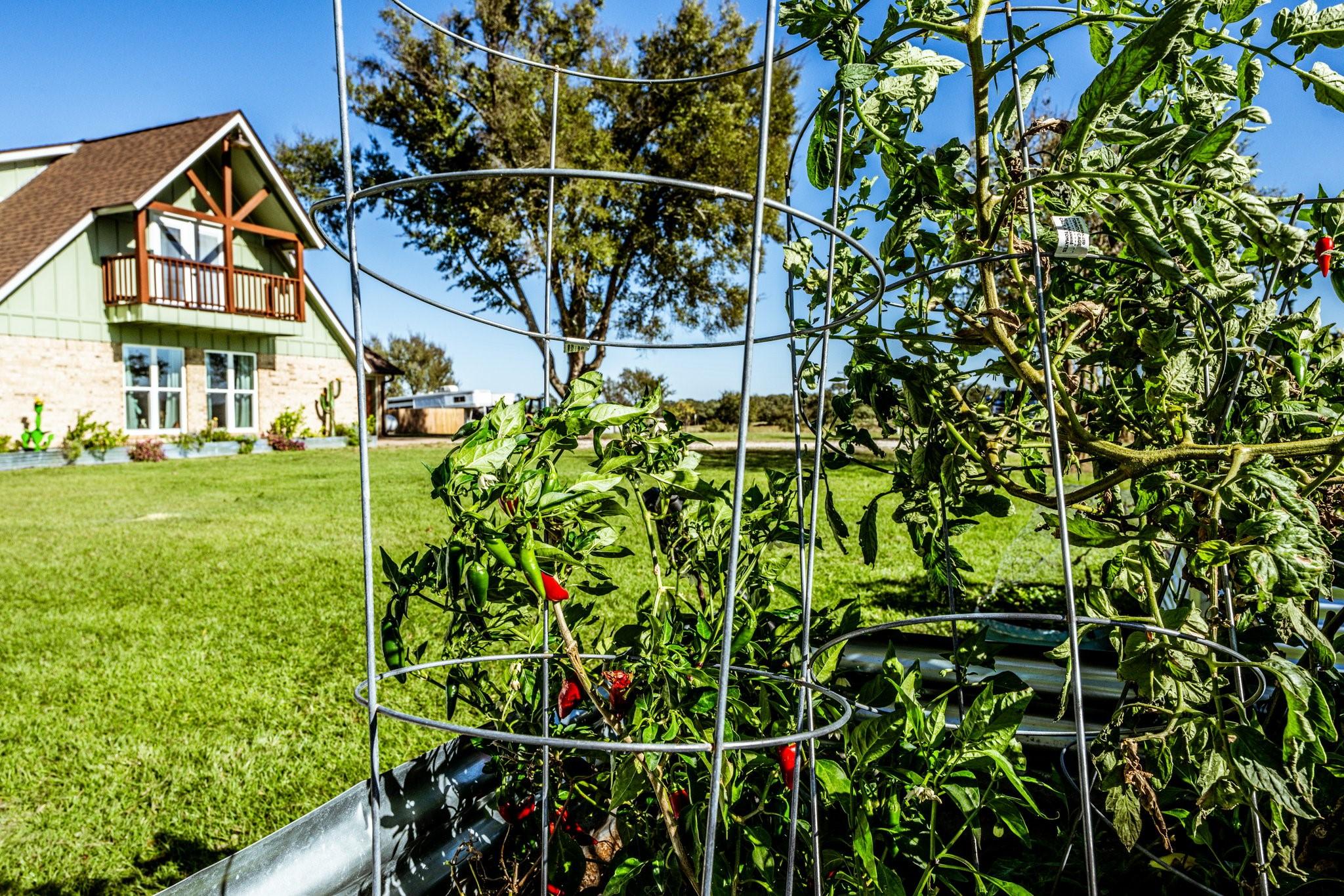 Image 4: Producing raised gardens adorn the front yard