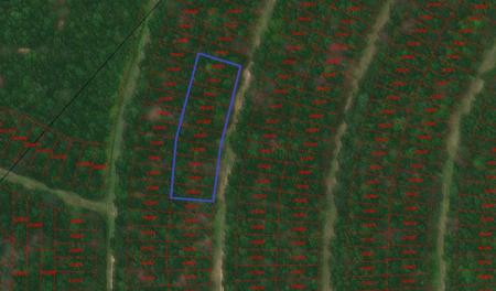 0 Wood Forest