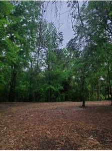 TBD Forest Hills Loop