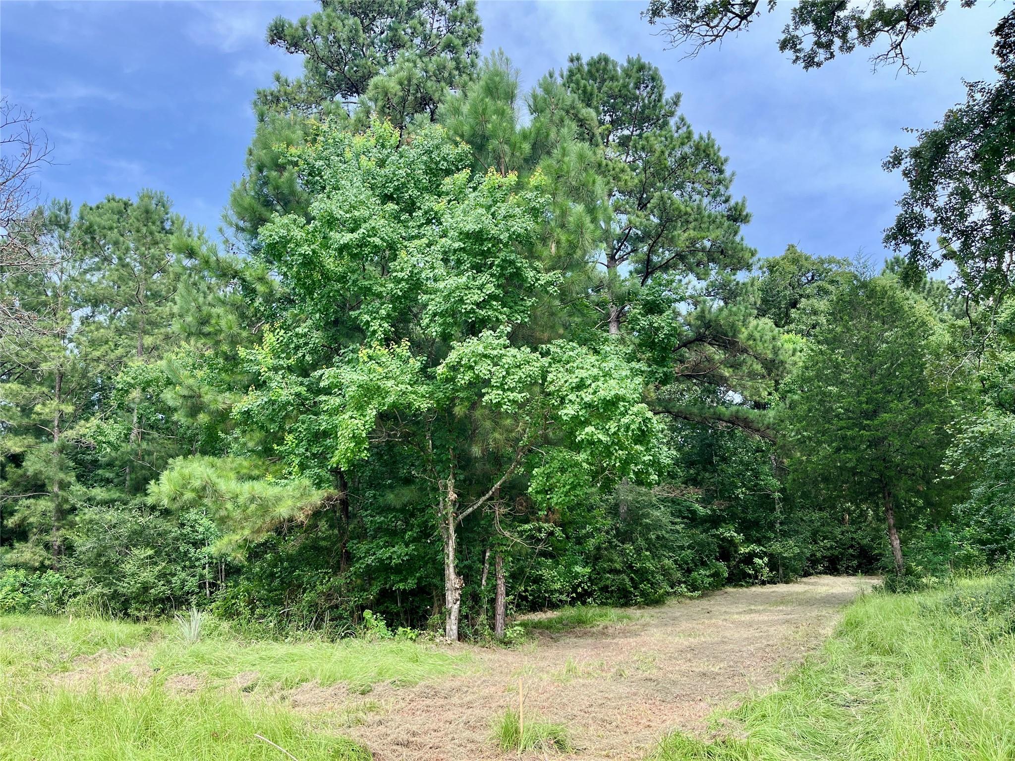 Image 4: Partially wooded lot
