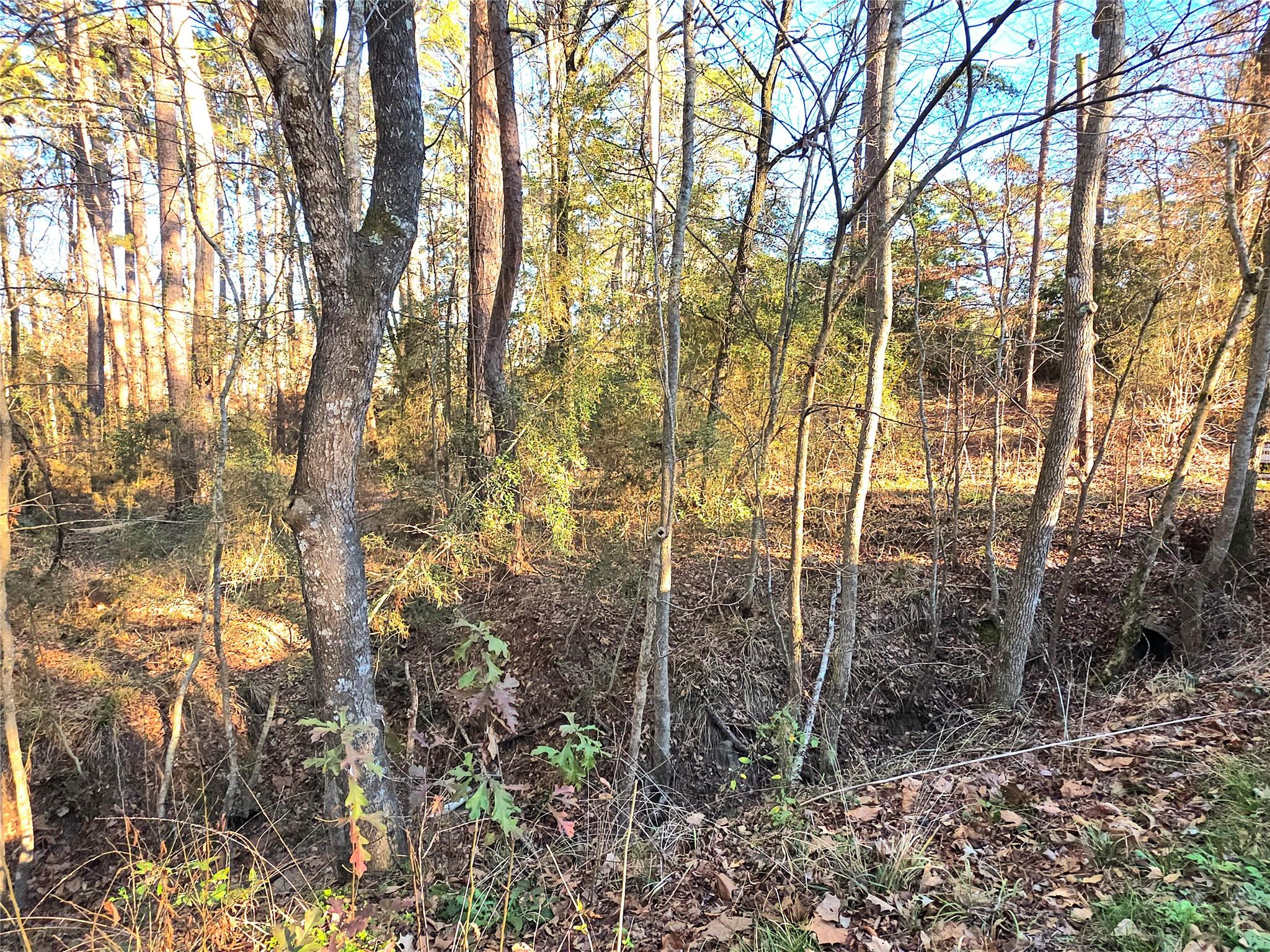 Image 3: Lot