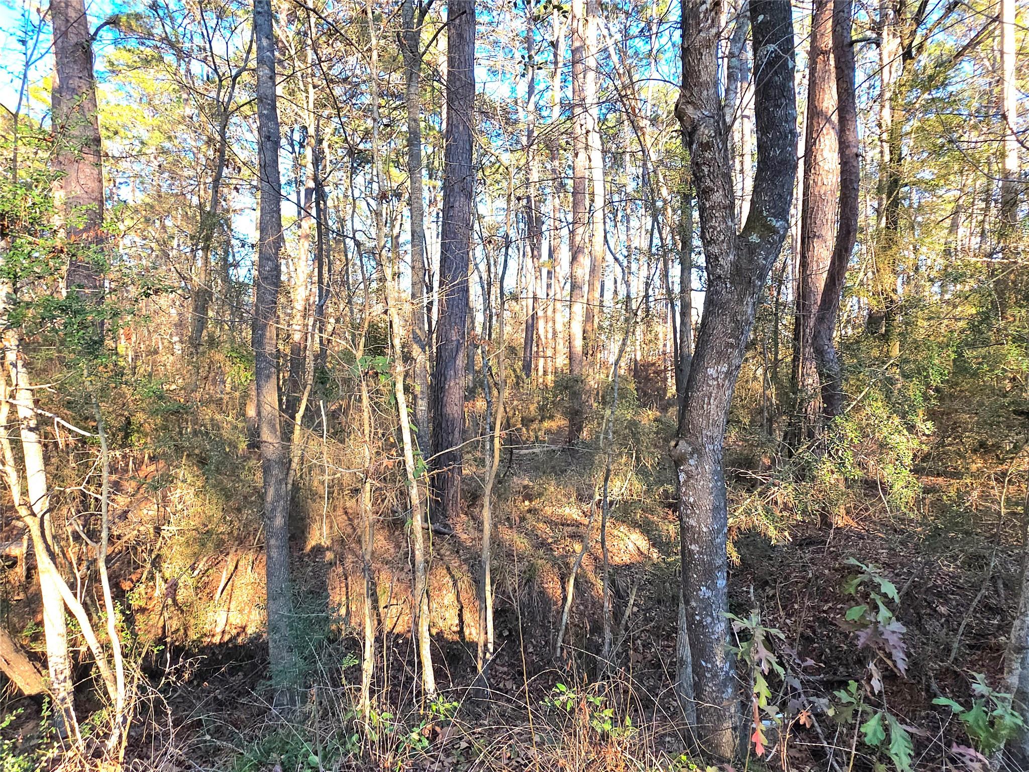 Image 4: Lot