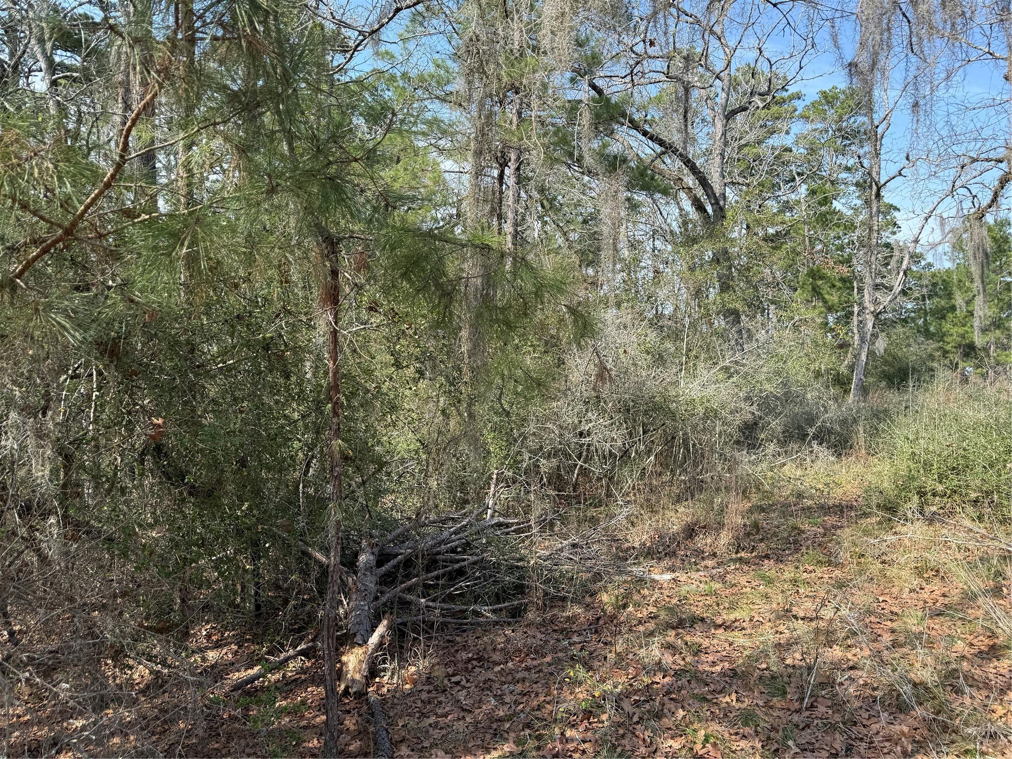 Image 4: Uncleared lot