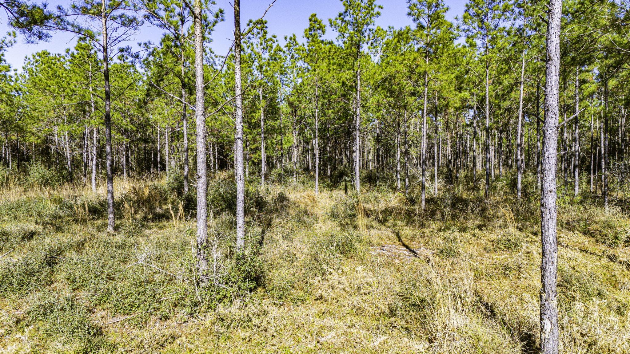 Image 4: Phase 2 Lot 2