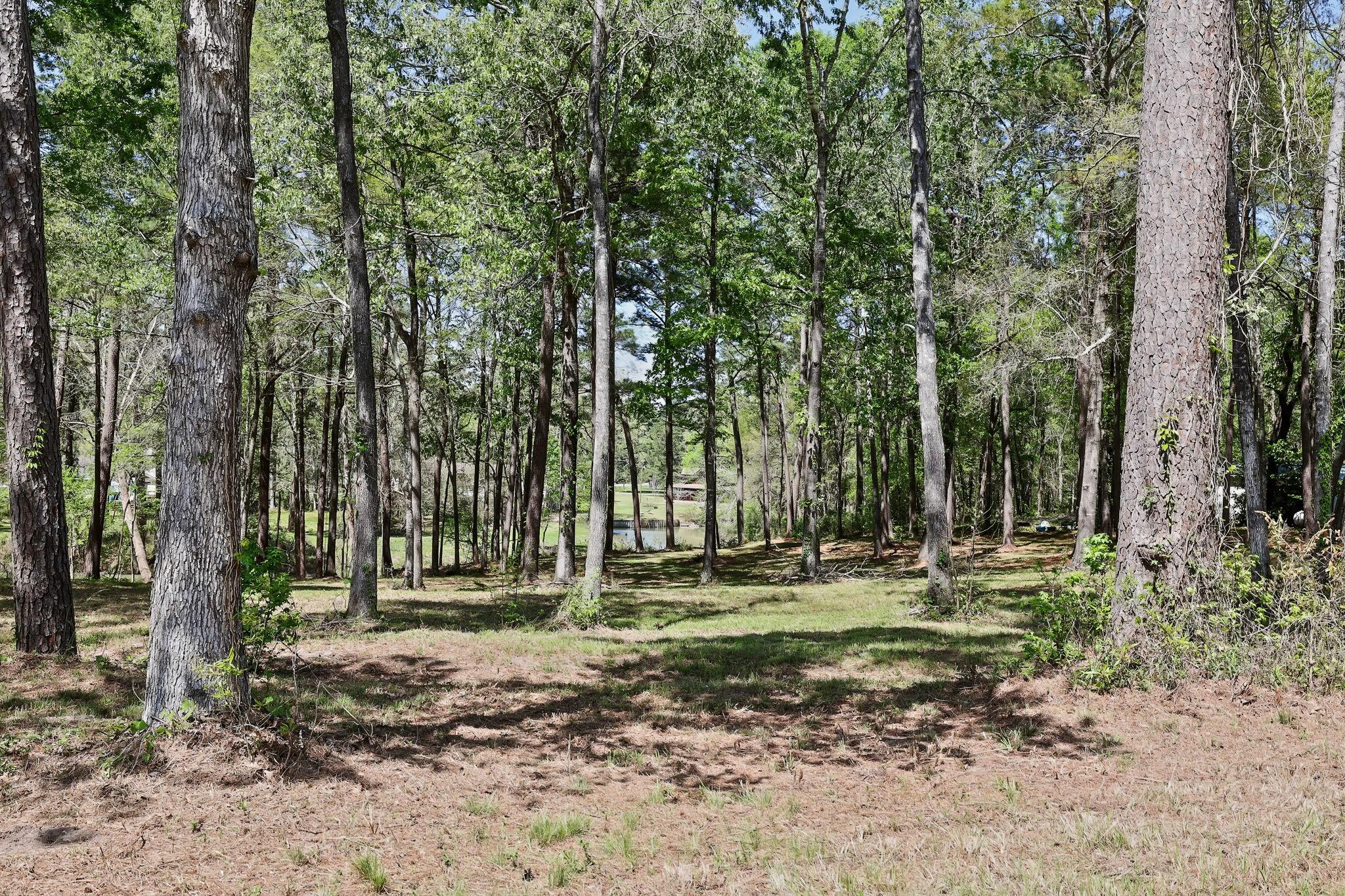 Image 2: The underbrush has been cleared