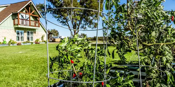 Image 3: Producing raised gardens adorn the front yard
