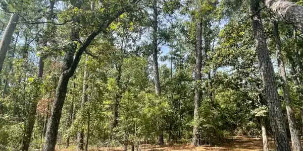 Image 2: Nestled among an intensively managed pine plantati