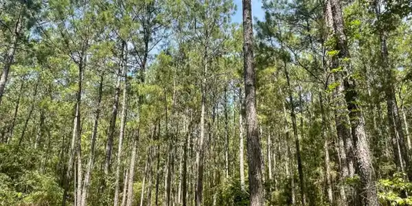Image 3: Discover your own private East Texas retreat on ap